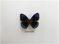 藏品(外國蝴蝶)的圖片